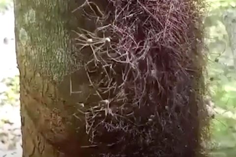 Hunderte Krabbeltiere: Mann entdeckt seltsamen Spinnenhaufen an Gummibaum