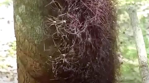 Hunderte Krabbeltiere: Mann entdeckt seltsamen Spinnenhaufen an Gummibaum