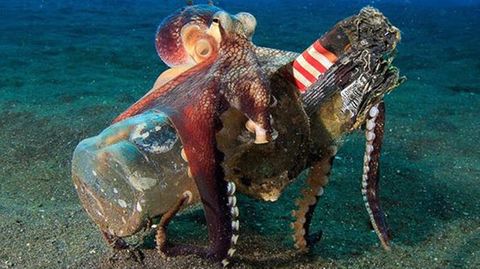 Meerestiere im Video: Deswegen verstecken sich Oktopusse in Glasflaschen