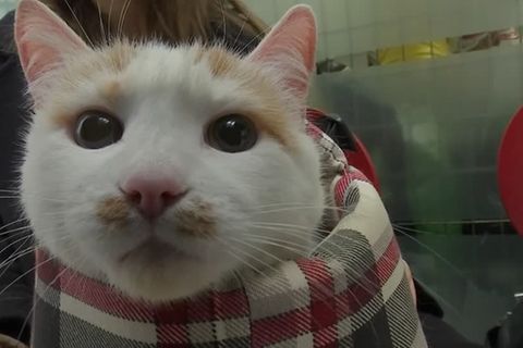 Flucht aus der Ukraine: Nur in eine Jacke gewickelt von Kiew bis Berlin: Tierärzte versorgen traumatisierte Haustiere