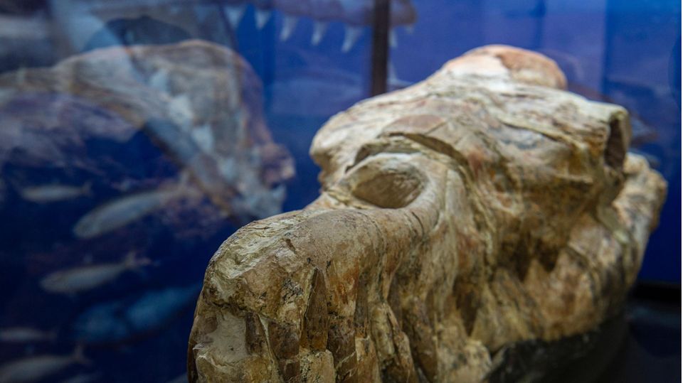 Walfossil Basilosaurus Schädel peru Ein versteinerter Schädel mit einer Delfin-ähnlichen Schnauze liegt in einem Glaskasten und vor blauem Hintergrund