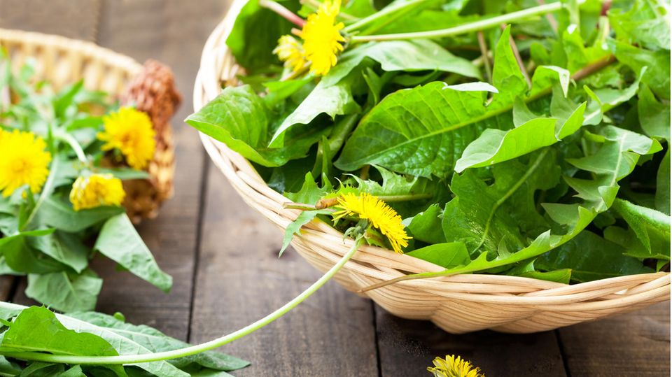 Unkraut aus dem Garten: So lassen sich die Pflanzen in der Küche verwenden