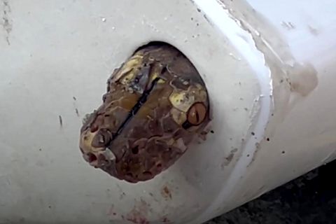 Schlange im Waschbecken: Mann kommt Reptil mit Talkpulver auf die Spur
