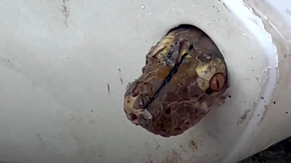 Schlange im Waschbecken: Mann kommt Reptil mit Talkpulver auf die Spur Schlange im Waschbecken: Mann kommt Reptil mit Talkpulver auf die Spur