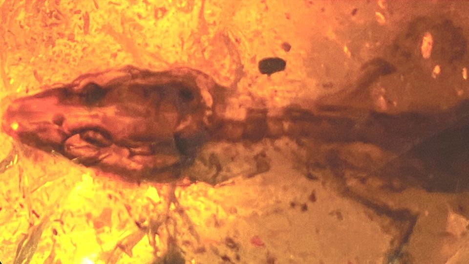 Forscher entdecken 110 Millionen Jahre alte Eidechse in Bernstein Forscher entdecken 110 Millionen Jahre alte Eidechse in Bernstein