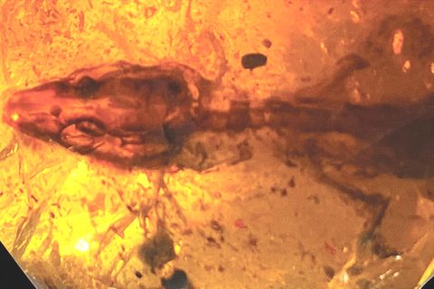 Forscher entdecken 110 Millionen Jahre alte Eidechse in Bernstein