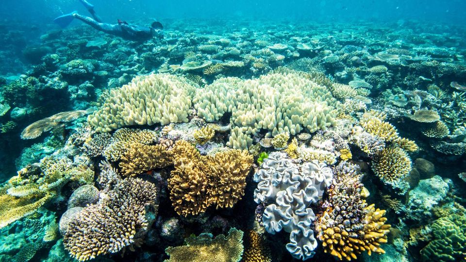 Great Barrier Reef Australien Bleiche Bunte Korallen im Great Barrier Reef
