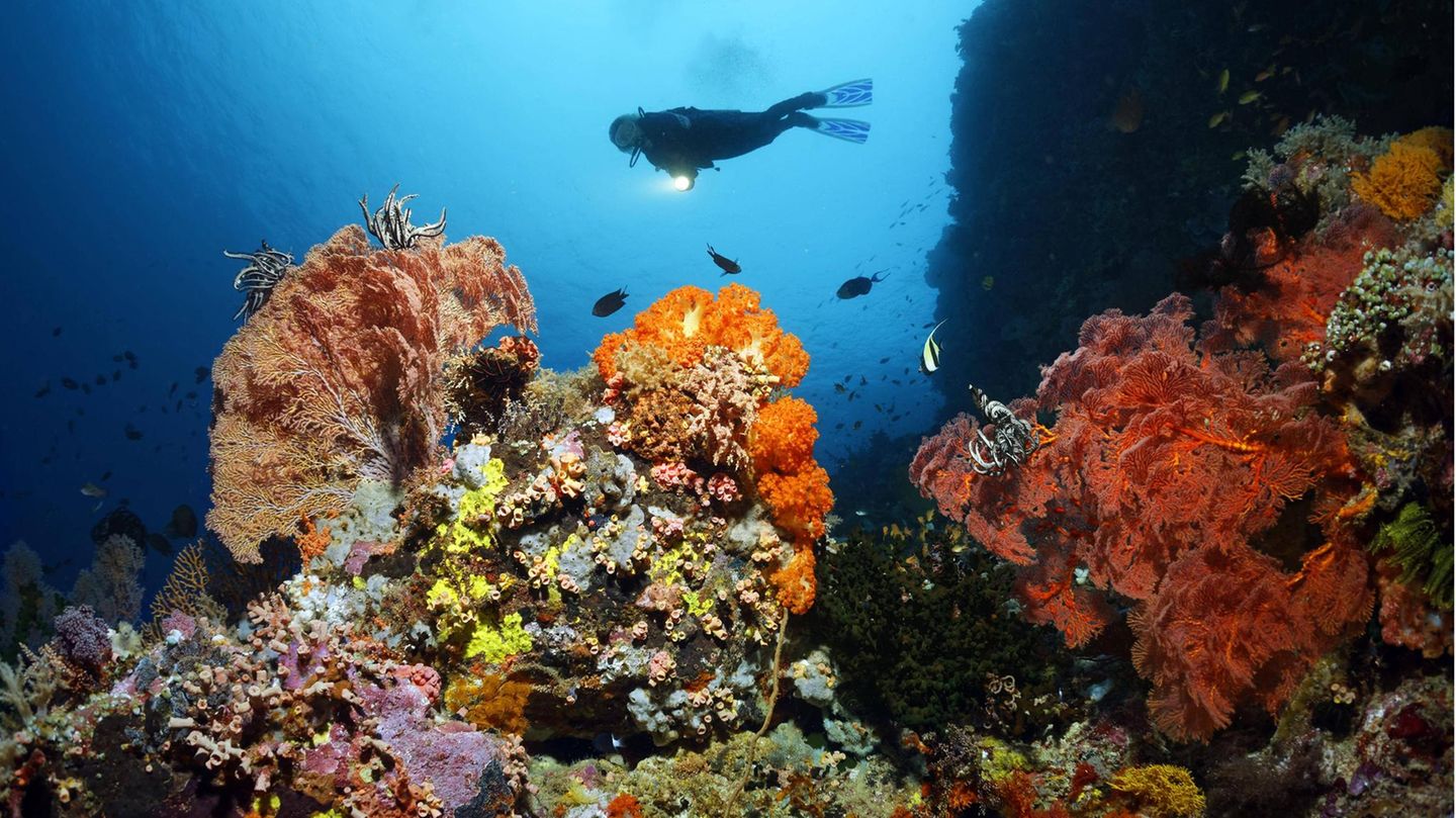 Коралловый риф протянувшийся вдоль восточной окраины материка. Большой Барьерный риф Австралия. Большой Барьерный риф (Северо-Восточное побережье Австралии). Коралловый Барьерный риф. Морской парк большого барьерного рифа.