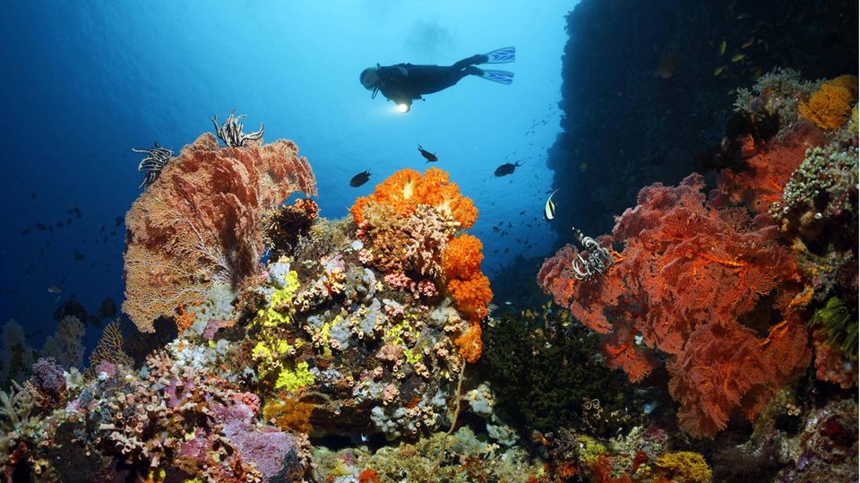 Taucher am Great Barrier Reef