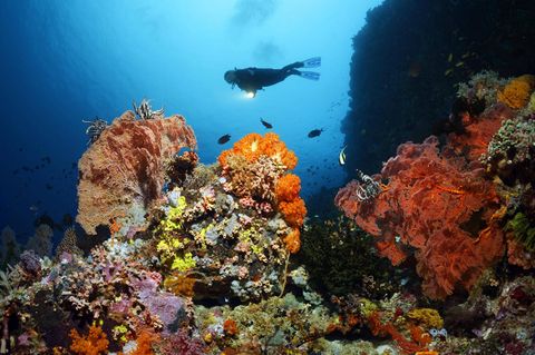 Taucher am Great Barrier Reef