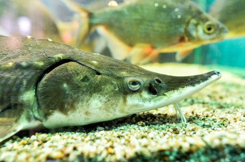 Ein Stör: Normalerweise sind sie handlich, in den USA wurde jetzt aber ein mehrere Meter langer Rekordfisch gefangen.