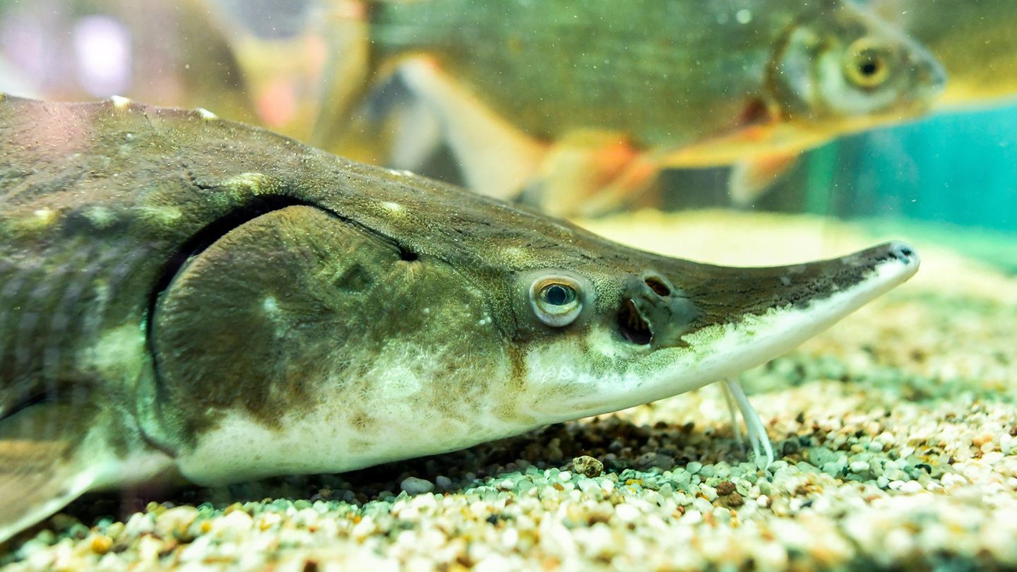 Ein Stör: Normalerweise sind sie handlich, in den USA wurde jetzt aber ein mehrere Meter langer Rekordfisch gefangen.