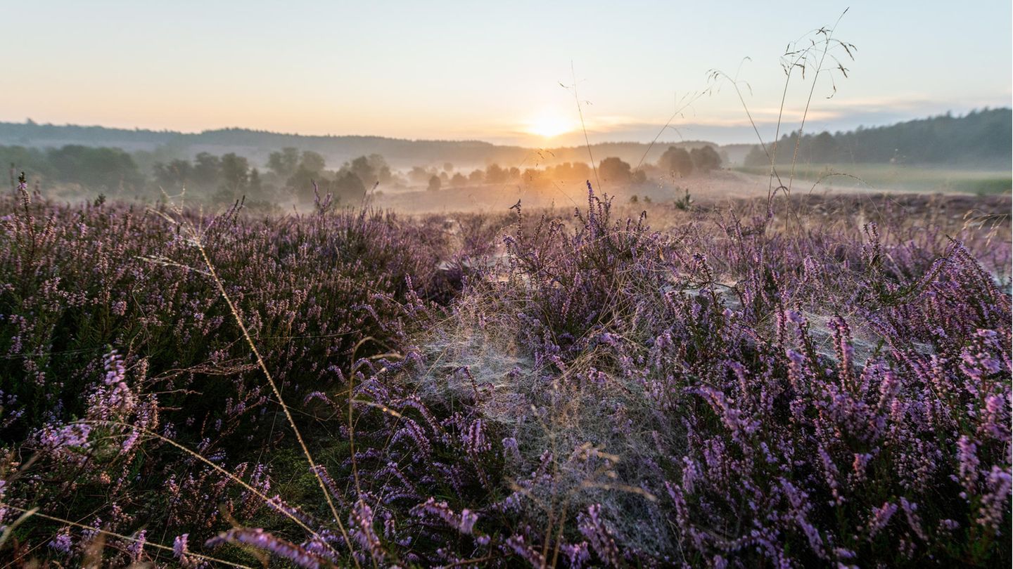 Lüneburger Heide