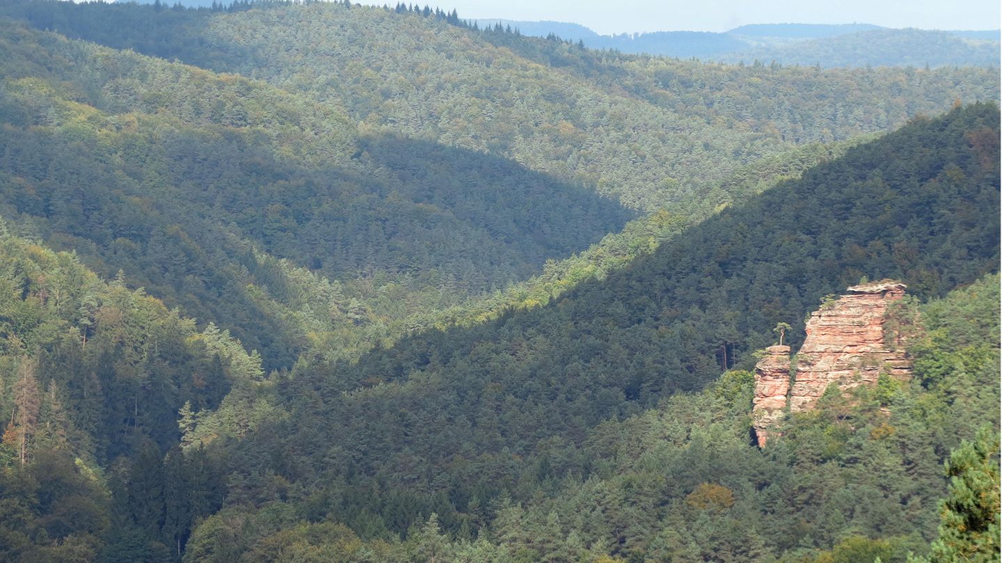 Tipps von "Walden": Hauensteiner Schusterpfad und Rimbach-Steig in der Südpfalz Am Anfang war die Wiese, dann begannen die Bäume zu sprießen und schließlich beschatteten Wälder das Land, das wir als Deutschland kennen. Dann kamen die Menschen. Und schufen Platz. Für Felder, Häuser, Gärten. Doch es gibt sie noch, Ecken, in denen wir wie unsere Vorfahren unter riesigen Bäumen wandeln können: den Pfälzerwald zum Beispiel. Mit einer Fläche doppelt so groß wie Berlin ist er das größte zusammenhängende Waldgebiet Deutschlands. Am besten zu erwandern auf zwei Rundtouren: dem Hauensteiner Schusterpfad und dem Rimbach-Steig. Bei der ersten begegnet man Buntsandsteinfelsen, die grimmig zwischen uralten Bäumen in die Landschaft schauen. Die zweite Wanderung umrundet auf Höhenzügen die Wasgaudörfer Darstein und Schwanheim. Strecke: Hauenstein > Hauenstein + Darstein > Darstein Start: Felsdurchbruch beim Penny Markt + Darstein: Parkplatz am Ortsausgang Richtung Vorderweidenthal Länge: 15 km & 16,7 km Dauer: 5 Std. & 7 Std. Höhenmeter: 1095 + 1528 Schwierigkeitsgrad: mittel/schwer Hauensteiner Schusterpfad und Rimbach-Steig in der Südpfalz Am Anfang war die Wiese, dann begannen die Bäume zu sprießen und schließlich beschatteten Wälder das Land, das wir als Deutschland kennen. Dann kamen die Menschen. Und schufen Platz. Für Felder, Häuser, Gärten. Doch es gibt sie noch, Ecken, in denen wir wie unsere Vorfahren unter riesigen Bäumen wandeln können: den Pfälzerwald zum Beispiel. Mit einer Fläche doppelt so groß wie Berlin ist er das größte zusammenhängende Waldgebiet Deutschlands. Am besten zu erwandern auf zwei Rundtouren: dem Hauensteiner Schusterpfad und dem Rimbach-Steig. Bei der ersten begegnet man Buntsandsteinfelsen, die grimmig zwischen uralten Bäumen in die Landschaft schauen. Die zweite Wanderung umrundet auf Höhenzügen die Wasgaudörfer Darstein und Schwanheim. Strecke: Hauenstein > Hauenstein + Darstein > Darstein Start: Felsdurchbruch beim Penny Markt + Darstein: Parkplatz am Ortsausgang Richtung Vorderweidenthal Länge: 15 km & 16,7 km Dauer: 5 Std. & 7 Std. Höhenmeter: 1095 + 1528 Schwierigkeitsgrad: mittel/schwer