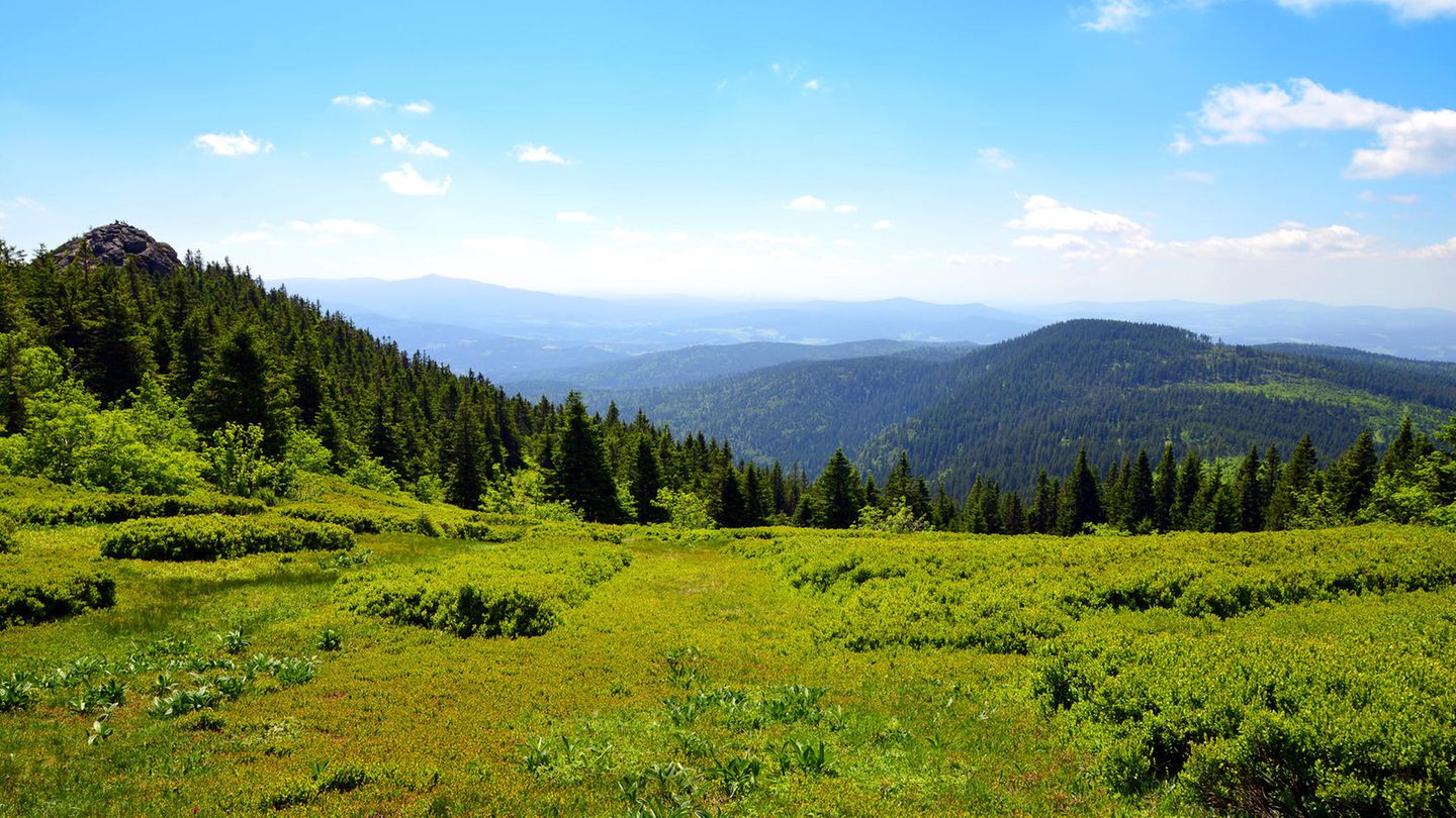 Bayerischer Wald: Auf den Rachelgipfel – Rundweg Auerhahn Bayerischer Wald: Auf den Rachelgipfel – Rundweg Auerhahn