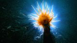 Seeanemone