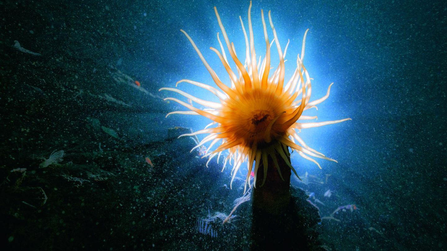 Seeanemone