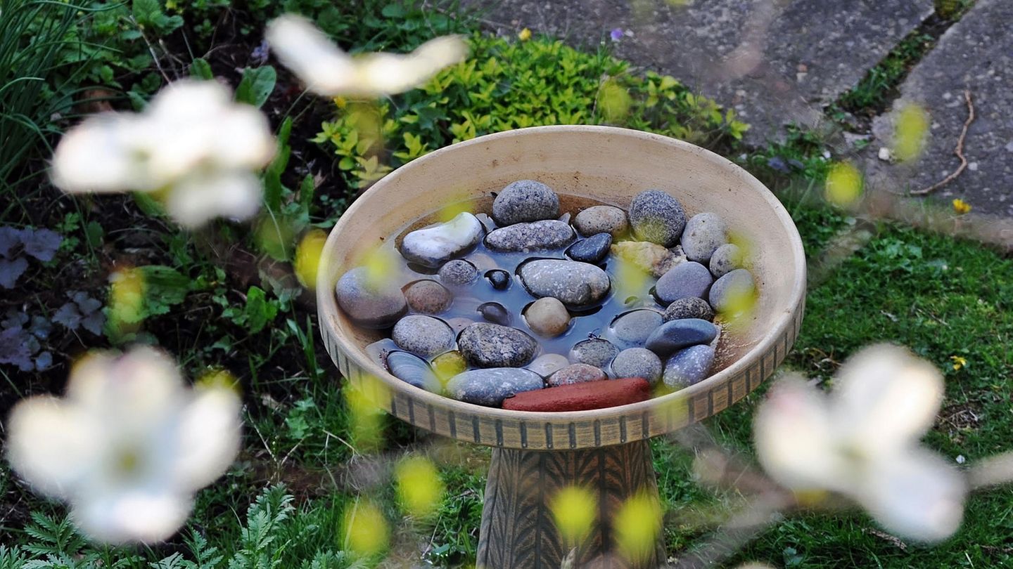 Insektentränke im Garten Insektentränke im Garten