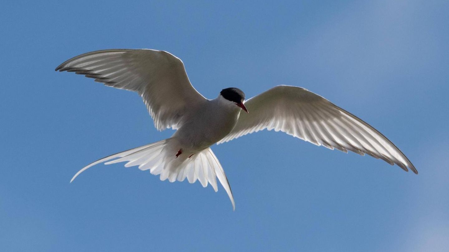 Eine Küstenseeschwalbe im Flug: Die Art wird im Zuge des Forschungsprojekts "Icarus" beobachtet