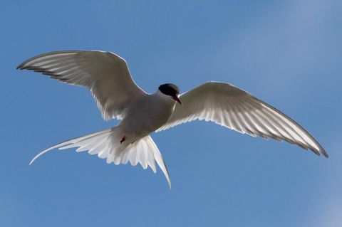 Eine Küstenseeschwalbe im Flug: Die Art wird im Zuge des Forschungsprojekts "Icarus" beobachtet