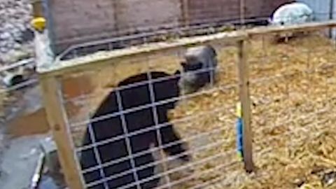 Unglaublicher Kampf: Schweine wehren Schwarzbären ab