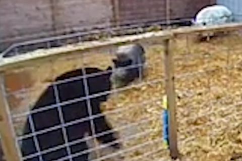 Unglaublicher Kampf: Schweine wehren Schwarzbären ab