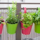 Kräuter selbst anpflanzen