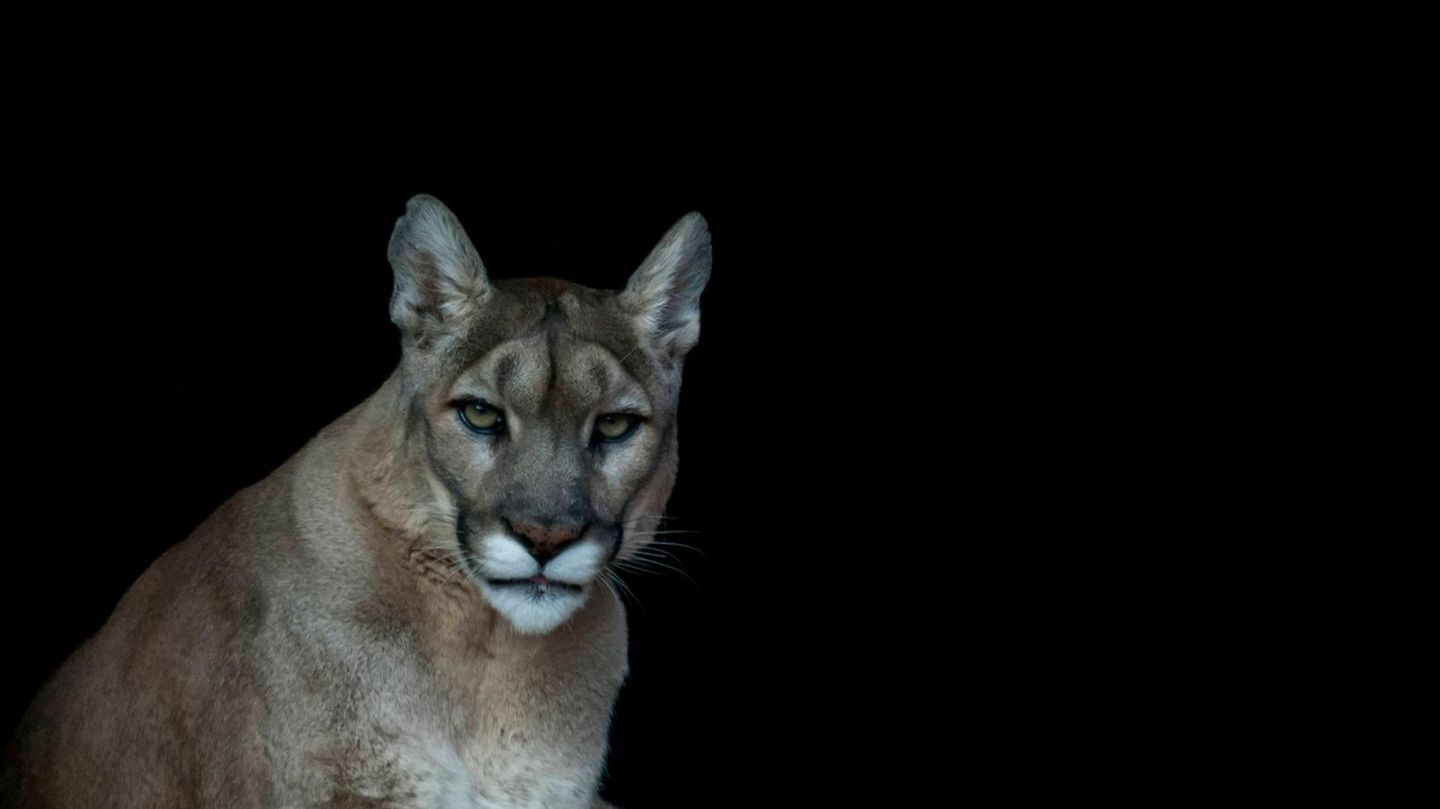 Ein Puma vor dunklem Hintergrund