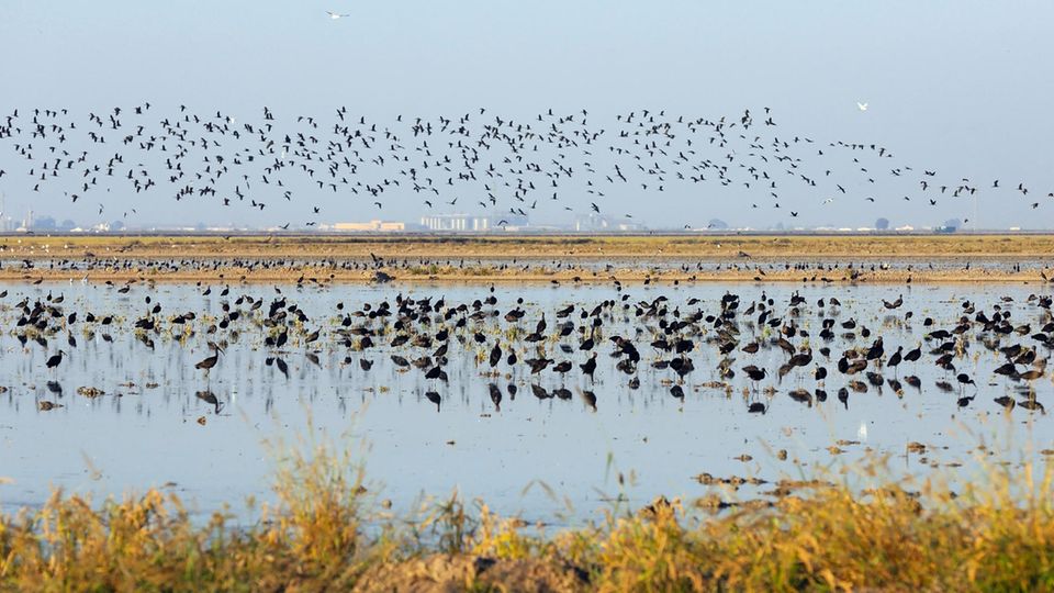 Zugvögel fliegen über den Doñana-Nationalpark