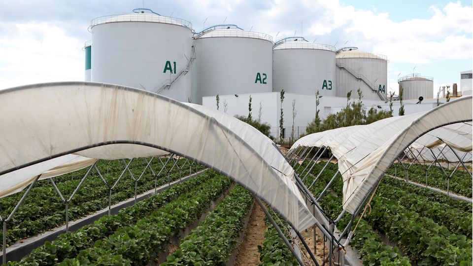 Erdbeer-Plantage im Süden von Spanien