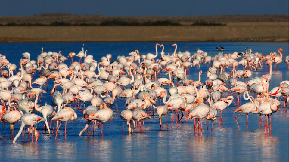 Flamingos im Doñana-Nationalpark