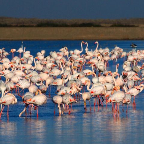 Flamingos im Doñana-Nationalpark
