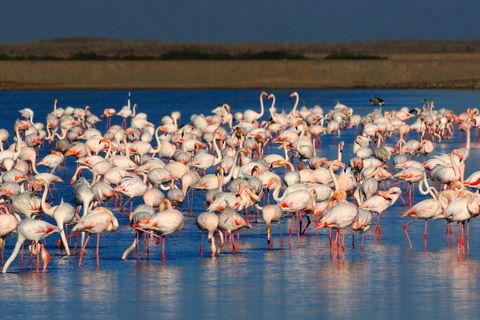 Flamingos im Doñana-Nationalpark