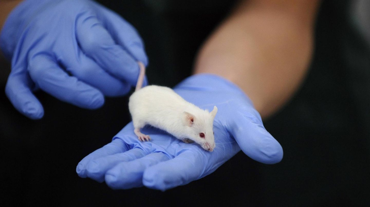 Hände in Plastikhandschuhen halten eine Maus