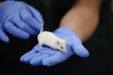Hände in Plastikhandschuhen halten eine Maus