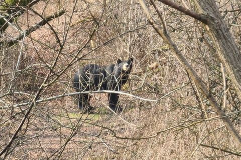 Plastik-Attrappe eines Schwarzbären