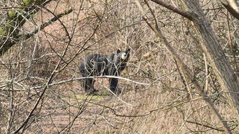 Plastik-Attrappe eines Schwarzbären