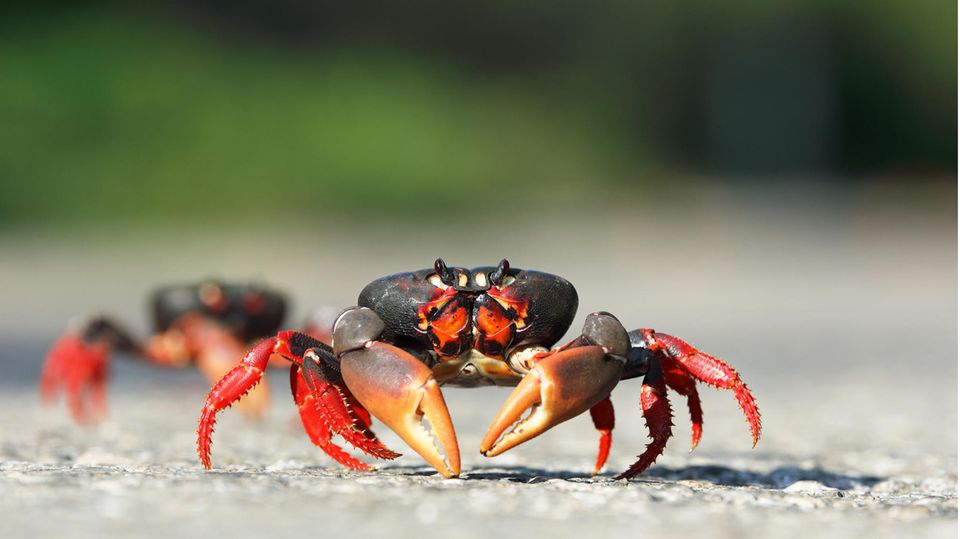 Zwei rot-schwarze Krebstiere laufen über Asphalt auf die Kamera zu