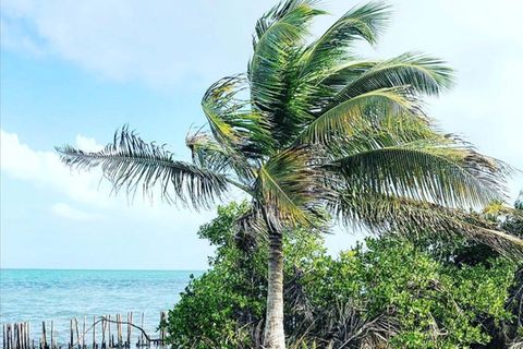 Coffee Caye