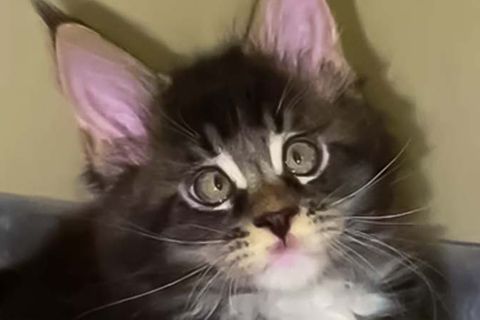 Süße schielende Maine-Coon Katze "Red"