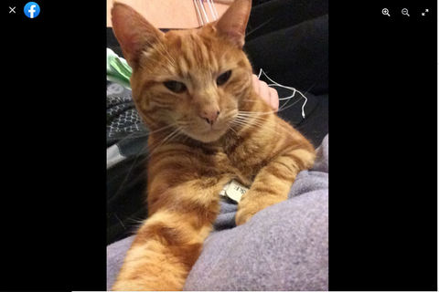 Vermisster Kater taucht nach acht Jahren wieder auf