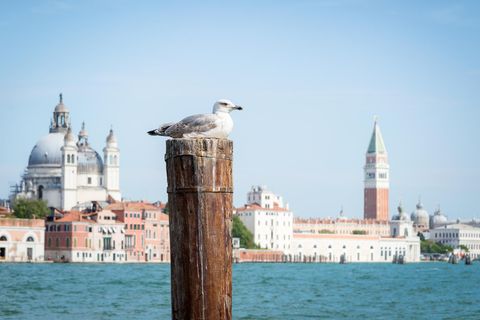 Möwe in Venedig