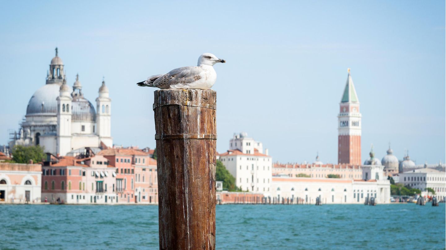 Möwe in Venedig