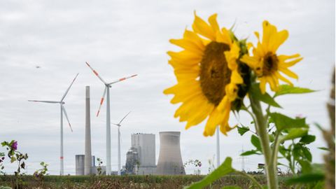 Klimawandel: Eine Sonnenblumen vor einem Kraftwerk und Windrädern