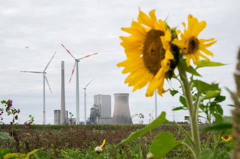 Klimawandel: Eine Sonnenblumen vor einem Kraftwerk und Windrädern