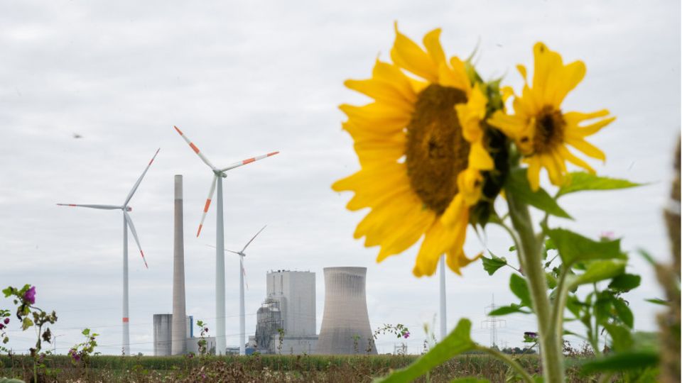 Klimawandel: Eine Sonnenblumen vor einem Kraftwerk und Windrädern