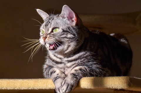 Eine "schnatternde" Katze