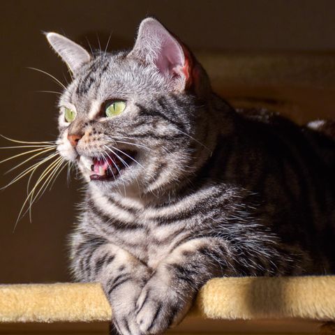 Eine "schnatternde" Katze