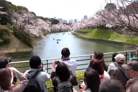 Video: "Sakura" - Kirschblütenzeit in Japan