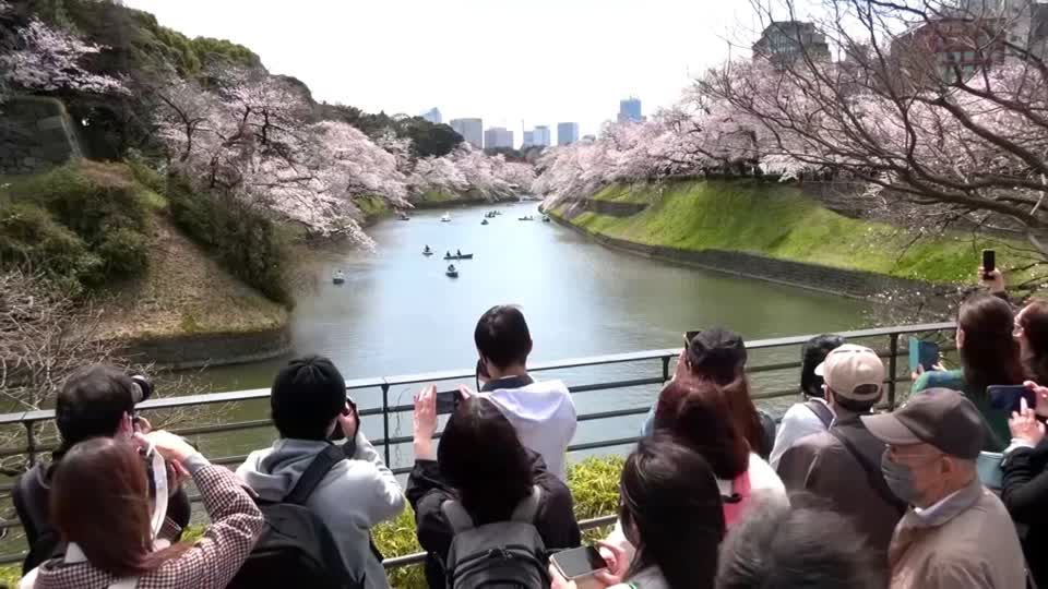 Video: "Sakura" - Kirschblütenzeit in Japan